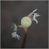 13 STILL A DANDELION by Joselyne Horne