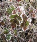 26 HOAR FROST ON HAWTHORN by Denise Barrett