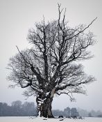 29 CHRISTMAS TREE by TOM Briody