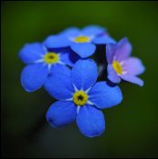 30 FORGETMENOT by Mick Dudley