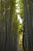 32 BAMBOO FOREST TRAIL by Greta Gardner