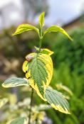 33 DOGWOOD WITH SNAIL by Rob Weighill