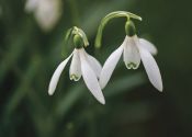 36 SNOWDROP DUET by Sandy Wyndham