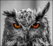 45 ONE EARED OWL by Mick Dudley