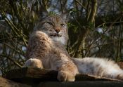 52 A LINGERING LOOK by Sandy Wyndham