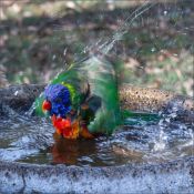 59 BATHTIME by Sandy Wyndham