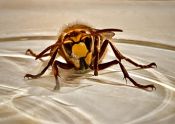 60 HORNET IN A BEER GLASS - IPHONE by Tom Briody