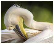 66 PREENING PELICAN by Mick Dudley