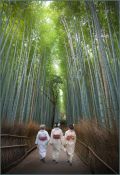 68 KYOTO BAMBOO FOREST by Peter Humphrey FRPS