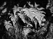 72 SILVERY FERNS by Mike Robinson