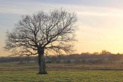 73 TREE AT SUNDOWN by Karen Wilson