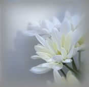 03 CHRYSANTHEMUMS by Colleen Costick - IMAGINATION AWARD PRINTS