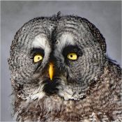 04 EYES ONLY FOR YOU by Colleen Costick jpg