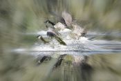 05 GEESE CRASH LANDING by Colleen Costick