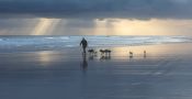 07 BEACH DOG WALKING AT DAWN by David Brace