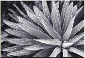 11 AFTER THE RAIN by Denise Barrett
