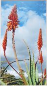 13 REACHING FOR THE SKY by Denise Barrett