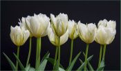 22 TULIPS EXOTIC EMPEROR by Graham Usher
