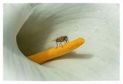 23 BEE ON ARUM LILY PISTIL by Joselyne Horne