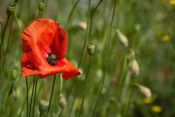 26 THE LAST POPPY by Joselyne Horne