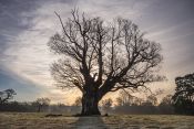 27 A GLORIOUS MORNING IN KNOLE PARK by Jean-Pierre Darque