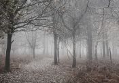 37 KNOLE WOODS IN THE MIST by Massoud Mussavian