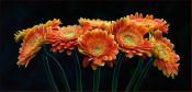 39 ORANGE BLOSSOMS by Mick Dudley