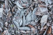 44 FROSTED by Mike Robinson - HIGHLY COMMENDED