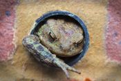 17 TOAD IN A HOLE by Karen Wilson - HIGHLY COMMENDED