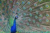 19 I'VE GOT MY EYE ON YOU by Karen Wilson - HIGHLY COMMENDED