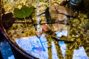 Reflection in the 