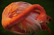 21 FLAMINGO PREENING by Mick Dudley - HIGHLY COMMENDED