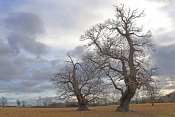 05 WHO SAID TREES HAD TO GROW UPRIGHT by Karen Wilson