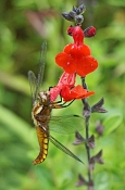06 FEMALE BROAD-BODIED CHASER by Susan Wilkinson
