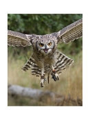 08 Tango, An African Spotted Owl by Lynton Jones
