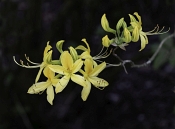 09 AZALEA by Janice Harding