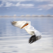 22 PELICAN FLY BY by David Barker - HIGHLY COMMENDED