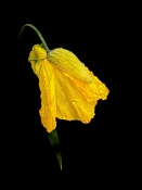 25 POPPY IN THE RAIN by Joselyne Horne - HIGHLY COMMENDED