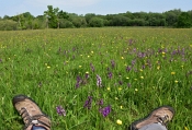26 ORCHID MEADOW REST by Greta Gardner