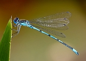 27 PITSTOP FOR A DAMSELFLY by Chris Wilson - HIGHLY COMMENDED