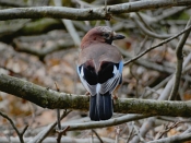 34 JAY IN THE WOODS by Kieran Claiden Yardley