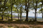 43 EXMOOR TREESCAPE by Greta Gardner