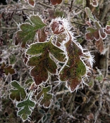 44 HOAR FROST ON HAWTHORN by Denise Barrett