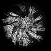 49 STYLISED DANDELION by Joselyne Horne