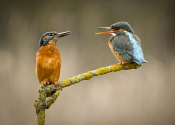 66 KINGFISHER COURTSHIP ON THE RIVERBANK by David Barker - HIGHLY COMMENDED