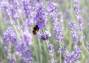 67 SUNLIT LAVENDER by Sandy Wyndham
