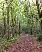 70 Walk in the woods by Tanvir Van Dal