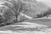72 SNOW IN SWALEDALE by Patricia Jones
