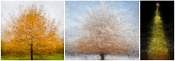 73 SEASONAL ROUNDS by Mike Robinson - HIGHLY COMMENDED