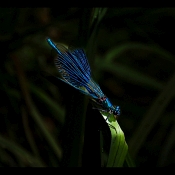 75 COMMON BLUE DAMSELFLY by Joselyne Horne